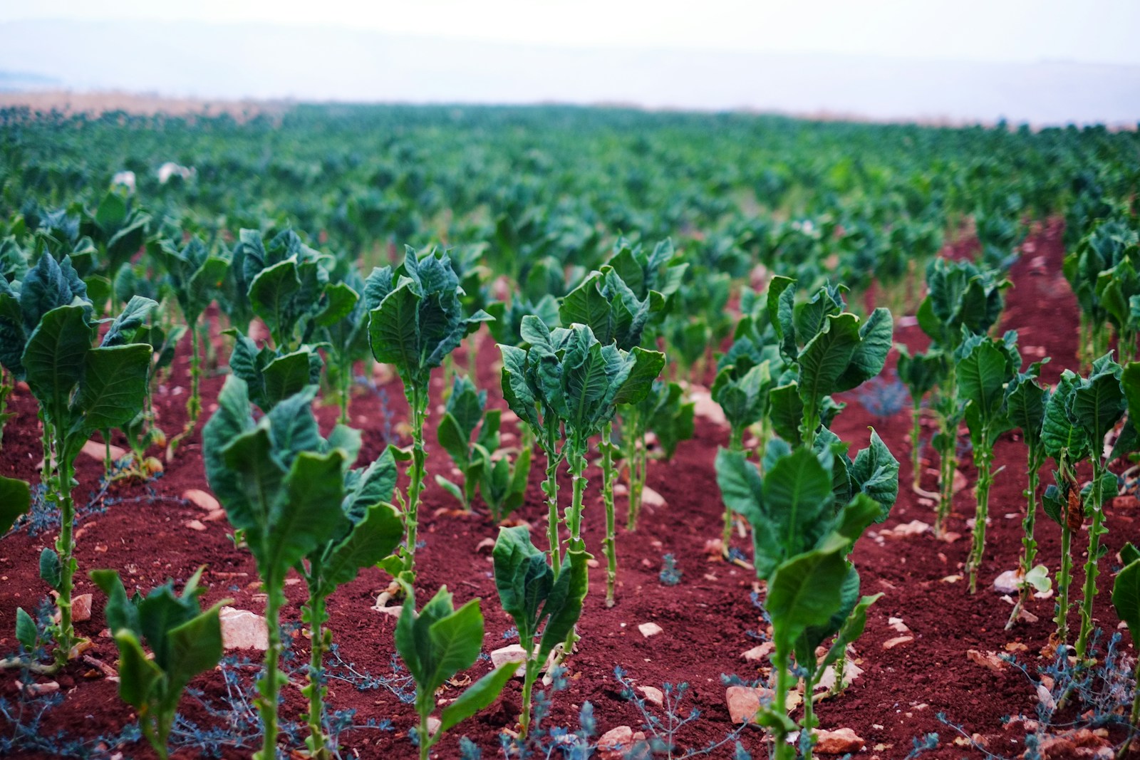 Rows of fresh green tobacco plants growing in red soil under a hazy horizon