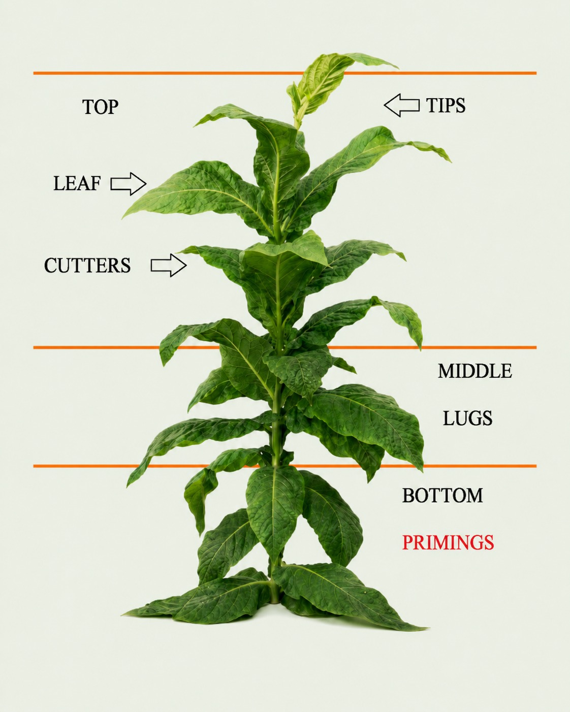 Diagram of a tobacco plant showing stalk positions from primings at the bottom through lugs, cutters and leaf to tips at the top