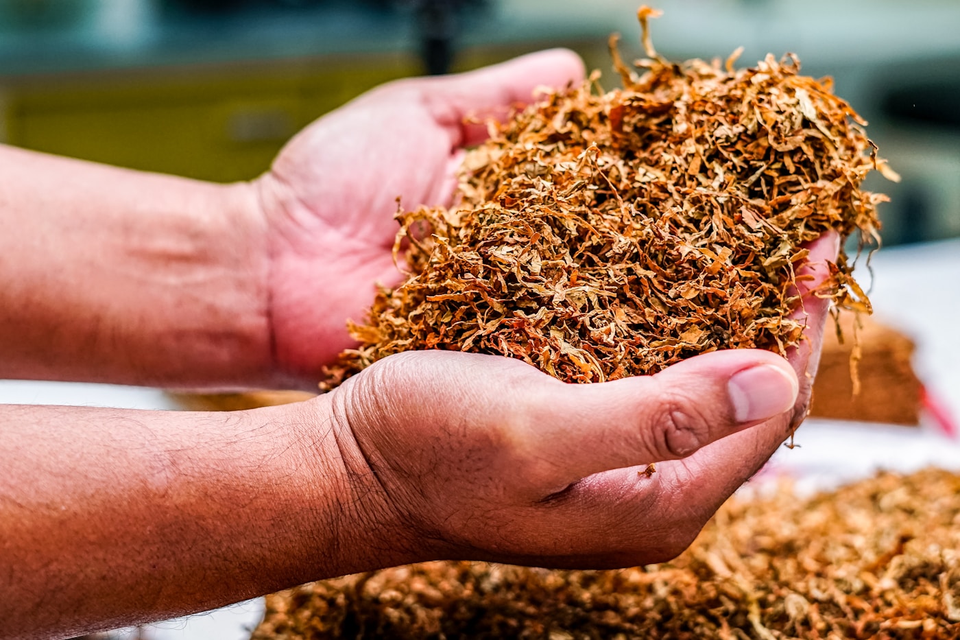 Hands holding a fresh handful of cut tobacco